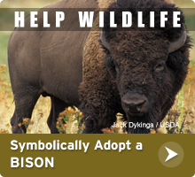 Help Wildlife. Symbolically adopt a bison today!